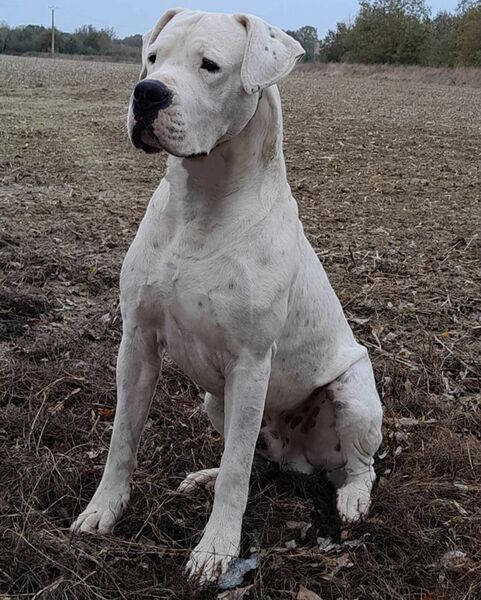 Thor du Domaine de Giulaxe, Dog Arc'hantino
