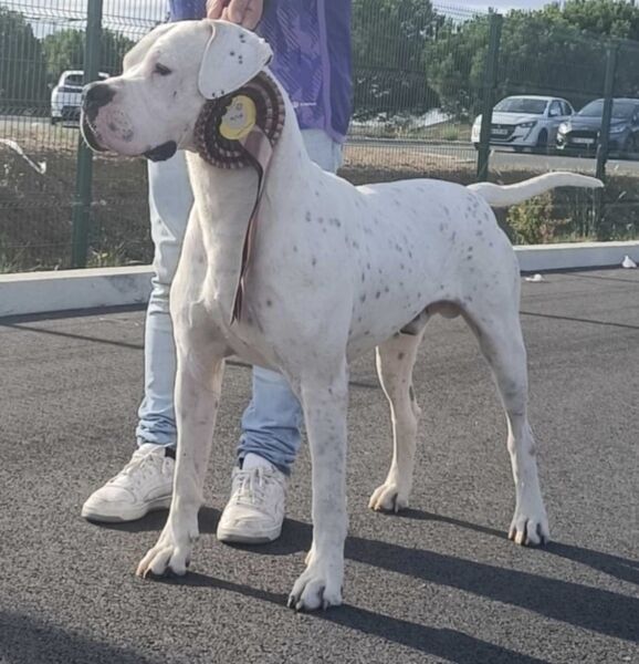 Thor du Domaine de Giulaxe, Dog Arc'hantino