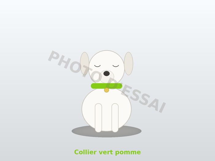 Collier vert pomme, chiot Dogue Argentin