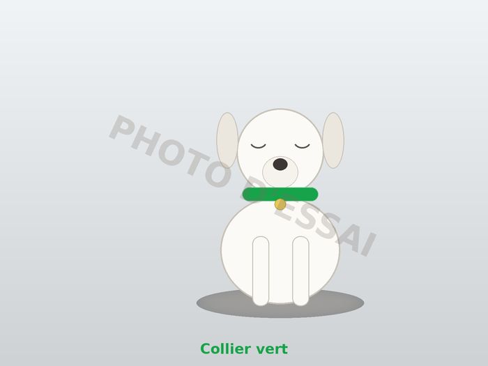 Collier vert, chiot Dogue Argentin