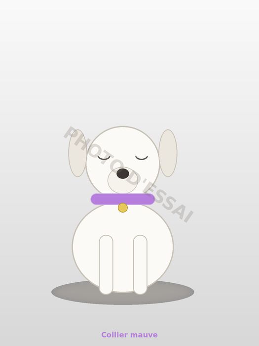 Collier mauve — 25 septembre 2027, chiot Dogue Argentin