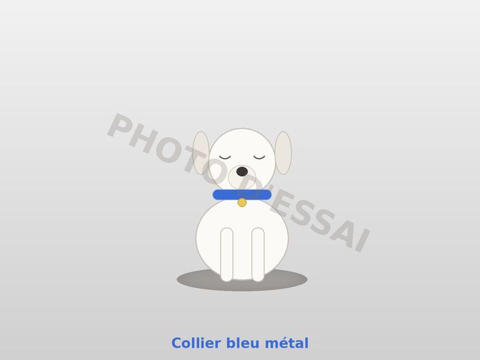 Collier bleu métal — 29 septembre 2027, chiot Dogue Argentin