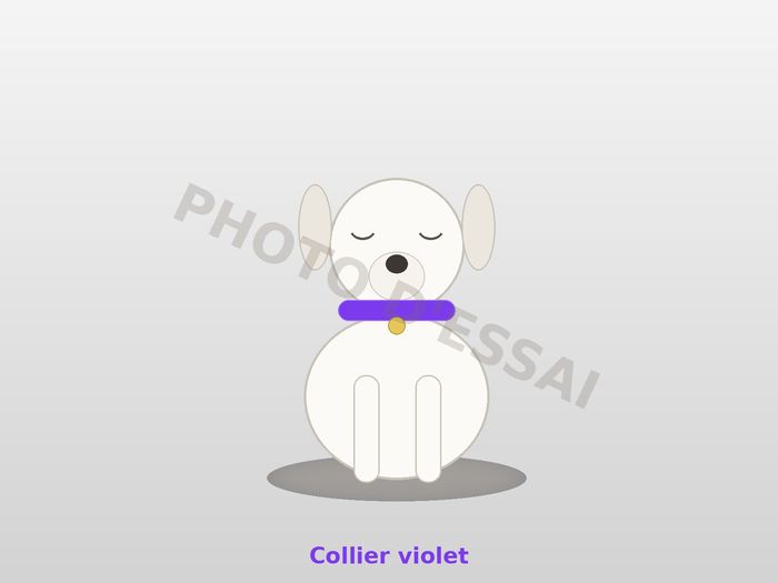 Collier violet — 29 septembre 2027, chiot Dogue Argentin