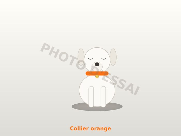 Collier orange — 6 octobre 2027, chiot Dogue Argentin