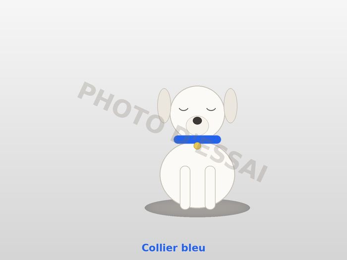 Collier bleu — 10 octobre 2027, chiot Dogue Argentin