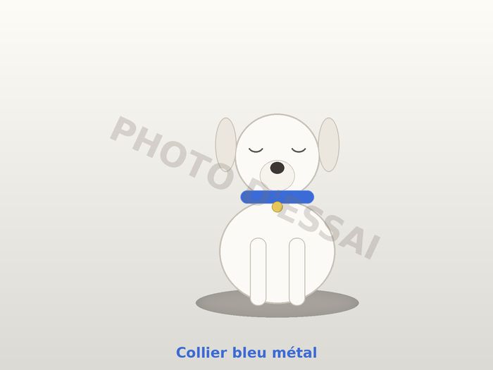 Collier bleu métal — 13 octobre 2027, chiot Dogue Argentin