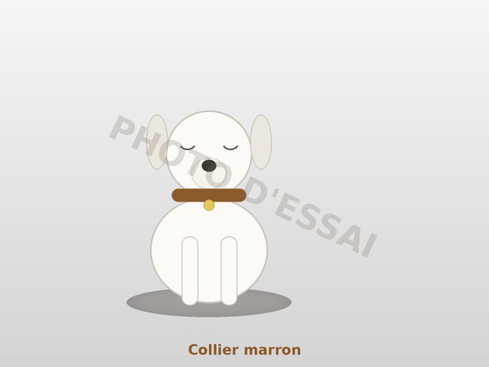 Collier marron — 13 octobre 2027, chiot Dogue Argentin