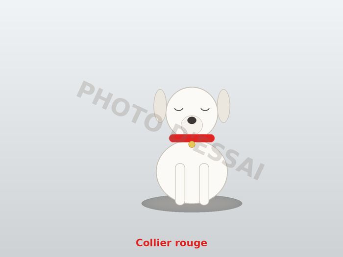 Collier rouge — 16 octobre 2027, chiot Dogue Argentin