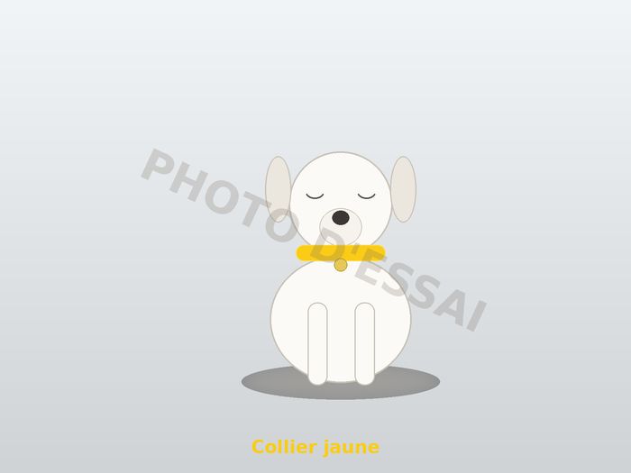 Collier jaune — 16 octobre 2027, chiot Dogue Argentin
