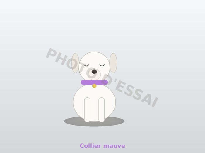 Collier mauve — 16 octobre 2027, chiot Dogue Argentin