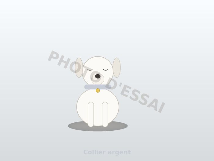 Collier argent — 27 octobre 2027, chiot Dogue Argentin