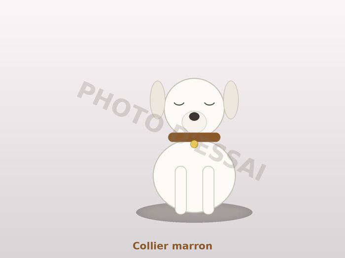 Collier marron — 27 octobre 2027, chiot Dogue Argentin