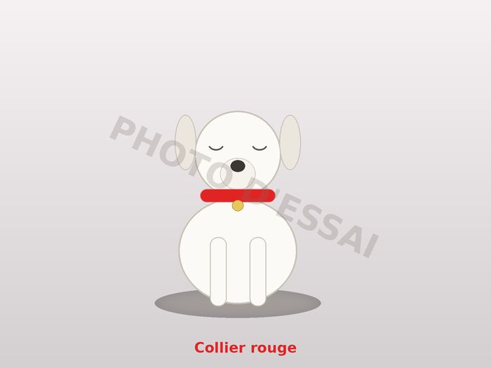 Collier rouge — 27 octobre 2027, chiot Dogue Argentin