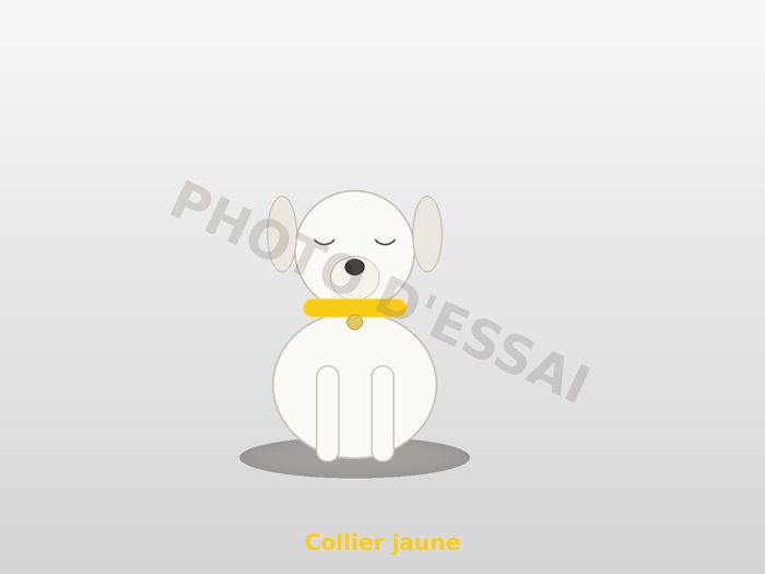 Collier jaune — 27 octobre 2027, chiot Dogue Argentin