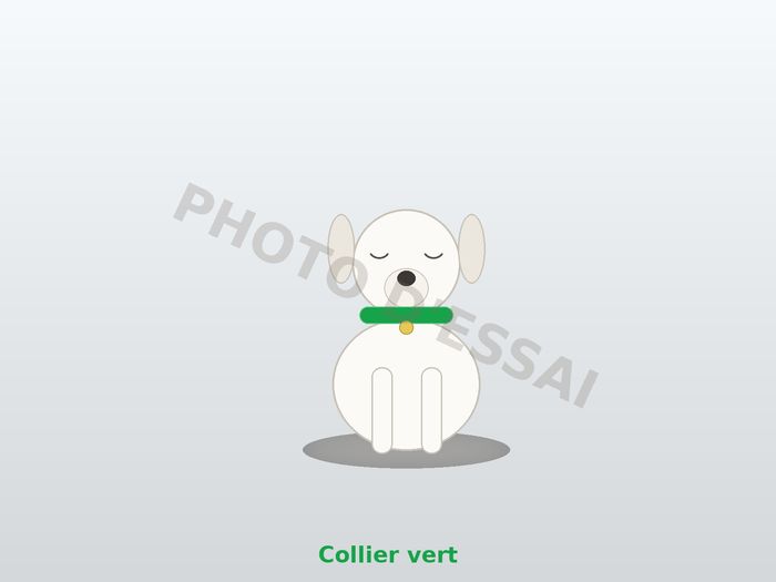 Collier vert — 27 octobre 2027, chiot Dogue Argentin