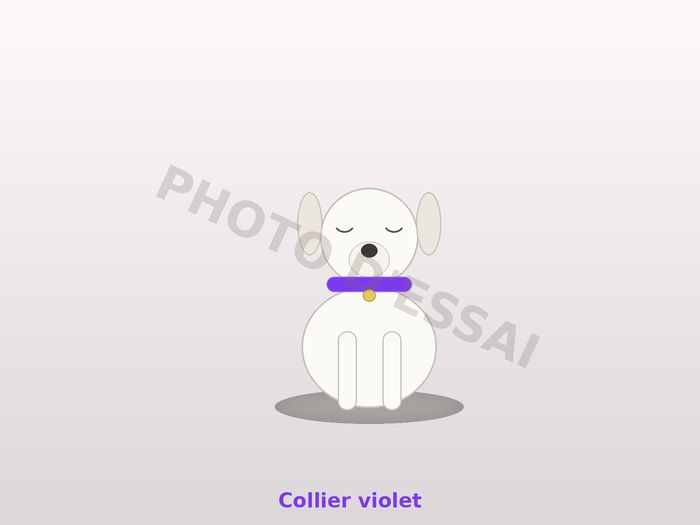 Collier violet — 27 octobre 2027, chiot Dogue Argentin