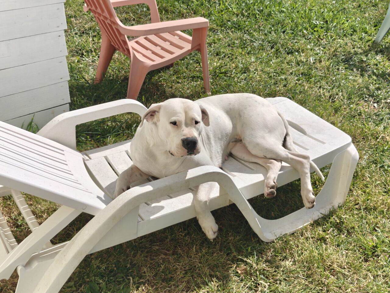 Valencia, Dogue Argentin, allongée de tout son long sur un bain de soleil dans le jardin