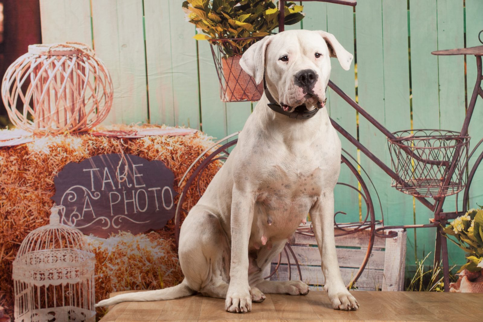 Valencia, chienne Dogue Argentin blanche, assise