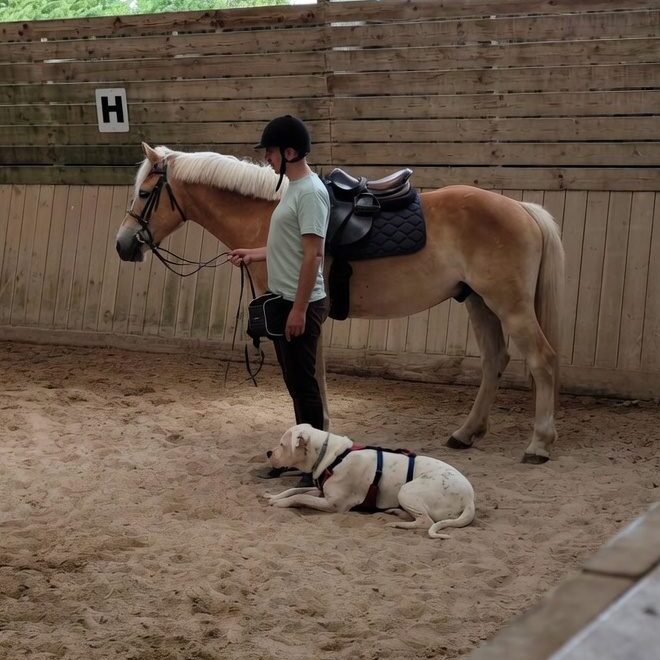 Valencia — 2 ans — Travail avec chevaux