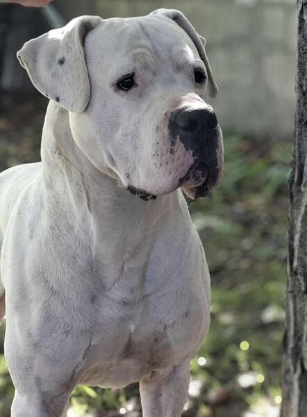 Thor du Domaine de Giulaxe, Dogue Argentin