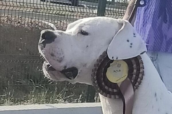 Thor du Domaine de Giulaxe, Dogue Argentin