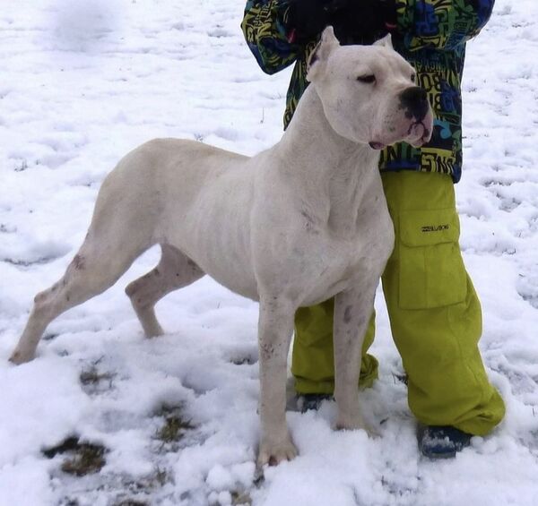 Thor du Domaine de Giulaxe, Dogue Argentin